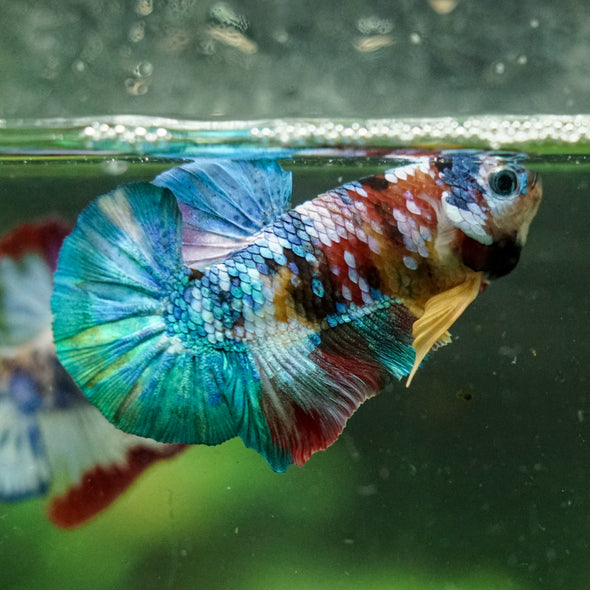 Multicolor/Galaxy Koi Plakat -16 weeks Old