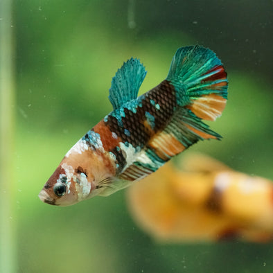 Multicolor/ Galaxy Koi Plakat- Female- 13 Weeks Old