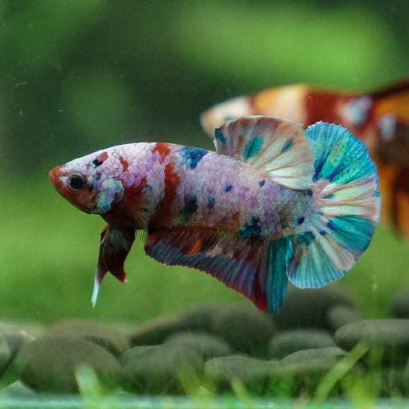 Multicolor/Galaxy Koi Plakat -13 weeks Old