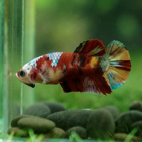 Multicolor/ Galaxy Koi Plakat - Female- 13 Weeks Old