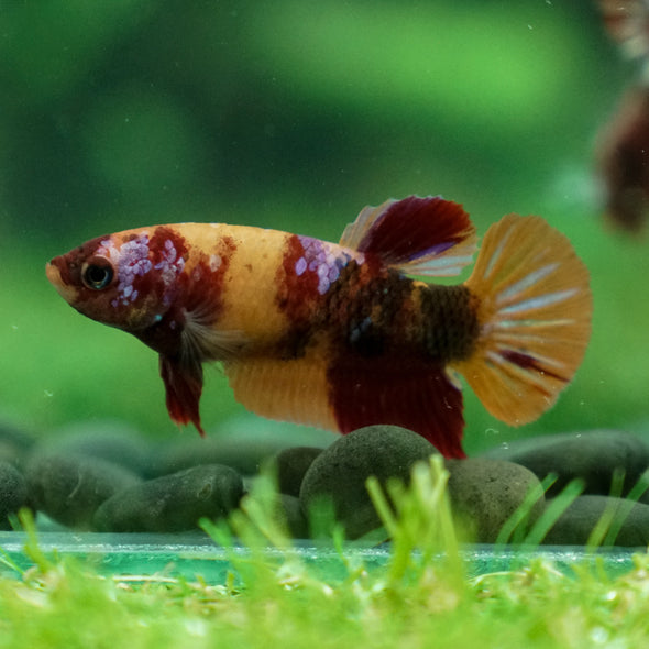 Multicolor/ Galaxy Koi Plakat - Female- 13 Weeks Old