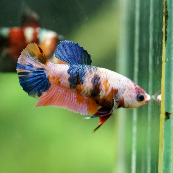 Multicolor/ Galaxy Koi Plakat- Female- 13 Weeks Old