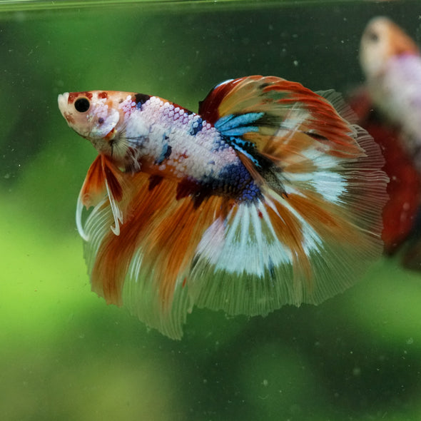 Galaxy/Candy Koi Halfmoon - 13 weeks old