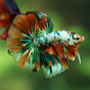Galaxy/Candy Koi Halfmoon - 11 weeks old