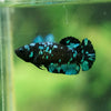 Black Galaxy Koi Plakat (Avatar) - Female- 13 Weeks Old