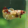 Multicolor/ Galaxy Koi Plakat- Female- 13 Weeks Old