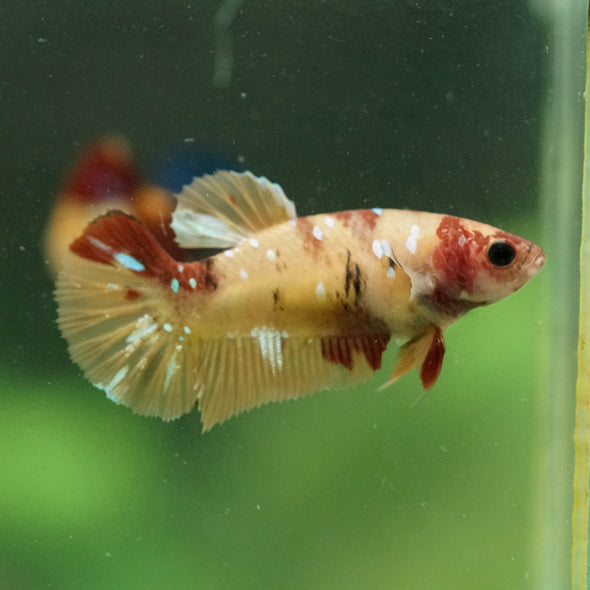 Multicolor/ Galaxy Koi Plakat- Female- 13 Weeks Old