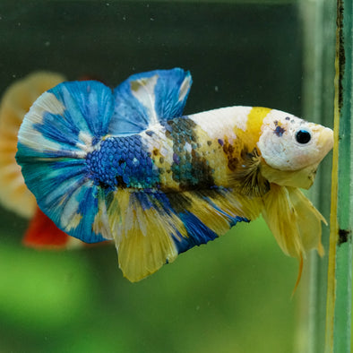 Multicolor/Galaxy Koi Plakat -16 weeks Old