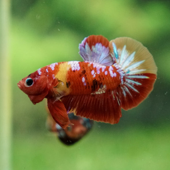 Multicolor/Galaxy Koi Plakat -13 weeks Old