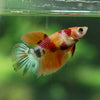 Multicolor/ Galaxy Koi Halfmoon - Female- 13 Weeks Old