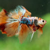Galaxy/Candy Koi Halfmoon - 14 weeks old