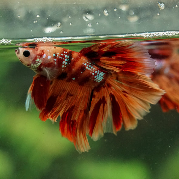 Galaxy/Candy Koi Halfmoon - 14 weeks old