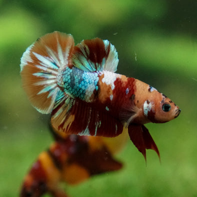 Multicolor/Galaxy Koi Plakat -13 weeks Old