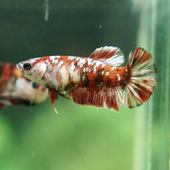 Multicolor/ Galaxy Koi Plakat - Female- 13 Weeks Old