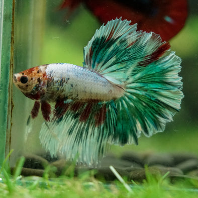 Galaxy/Candy Koi Halfmoon - 14 weeks old