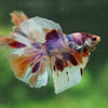 Galaxy/Candy Koi Halfmoon - 14 weeks old