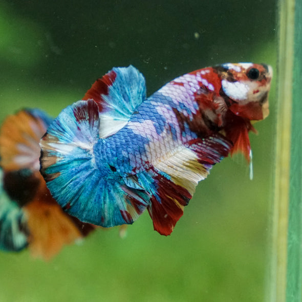 Multicolor/Galaxy Koi Plakat -13 weeks Old