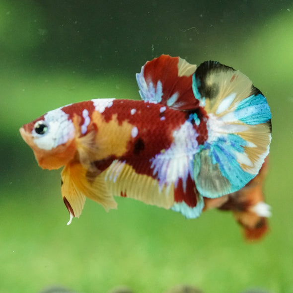 Multicolor/Galaxy Koi Plakat -16 weeks Old