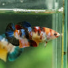 Multicolor/ Galaxy Koi Plakat- Female- 13 Weeks Old