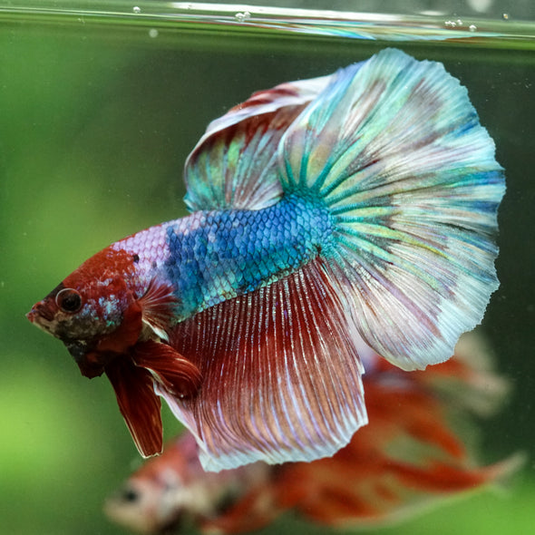 Galaxy/Candy Koi Halfmoon - 14 weeks old