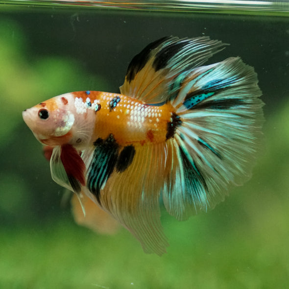 Galaxy Koi Halfmoon - 13 weeks old