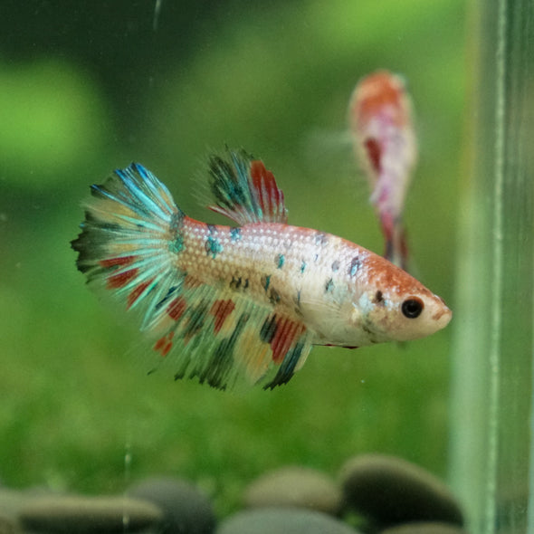 Multicolor/ Galaxy Koi Halfmoon - Female- 13 Weeks Old