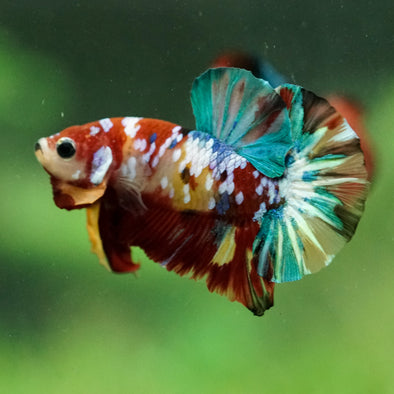 Multicolor/Galaxy Koi Plakat -15 weeks Old