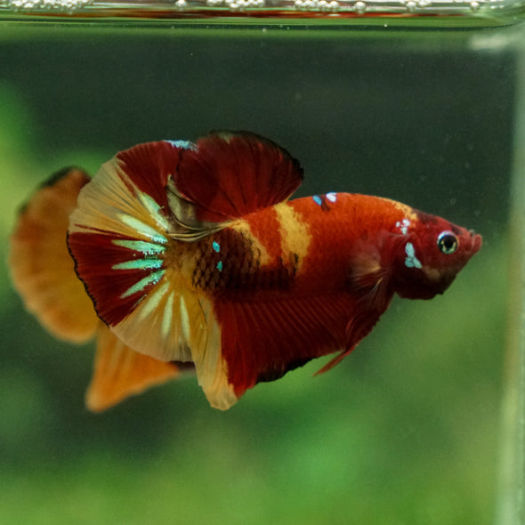 Multicolor/Galaxy Koi Plakat -13 weeks Old