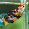 Multicolor/ Galaxy Koi Plakat- Female- 13 Weeks Old