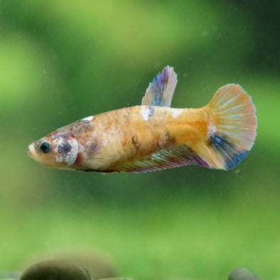 Multicolor/ Galaxy Koi Plakat- Female- 13 Weeks Old