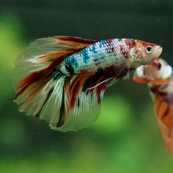 Galaxy Koi Halfmoon - 13 weeks old