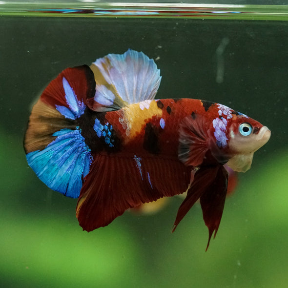 Multicolor/Galaxy Koi Plakat -16 weeks Old