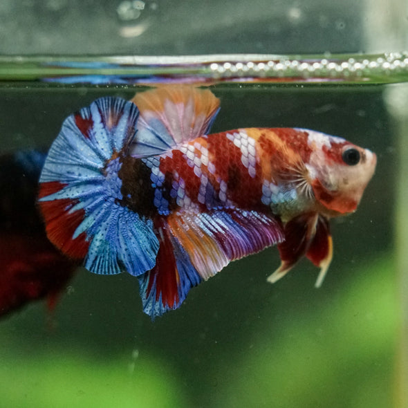 Multicolor/Galaxy Koi Plakat -16 weeks Old