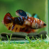 Multicolor/ Galaxy Koi Plakat- Female- 13 Weeks Old