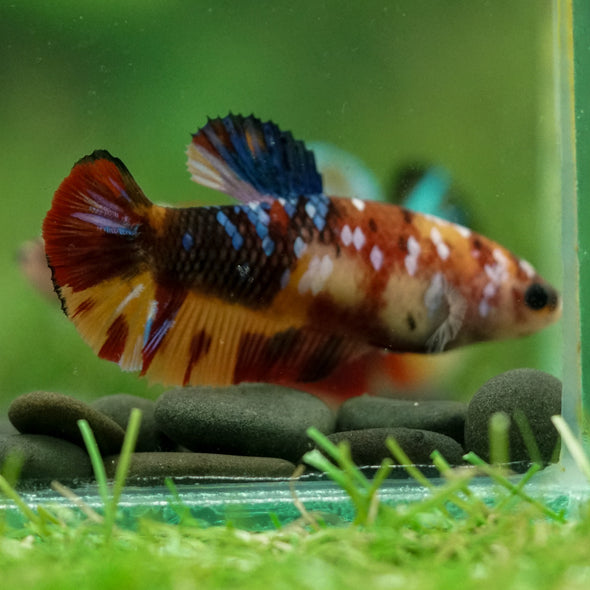 Multicolor/ Galaxy Koi Plakat- Female- 13 Weeks Old