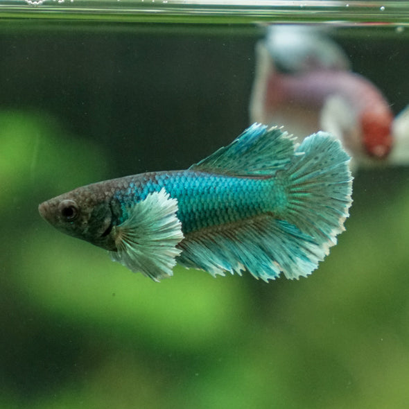 Dumbo Halfmoon - Female