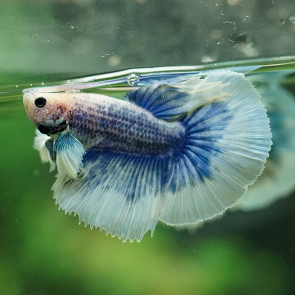 Dumbo Halfmoon - 10 weeks old