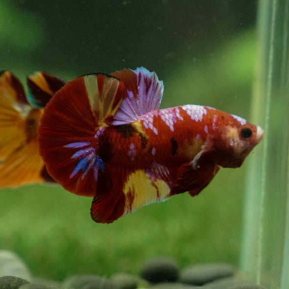 Multicolor/Galaxy Koi Plakat -13 weeks Old