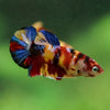 Multicolor/ Galaxy Koi Plakat- Female- 13 Weeks Old