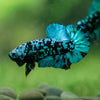 Black Koi Galaxy Plakat (Avatar) -10 weeks Old