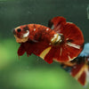 Multicolor/Galaxy Koi Plakat -16 weeks Old