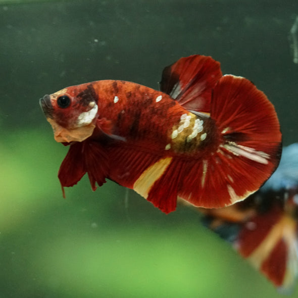 Multicolor/Galaxy Koi Plakat -16 weeks Old