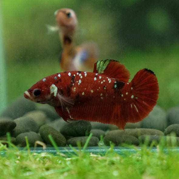 Multicolor/ Galaxy Koi Plakat- Female- 13 Weeks Old