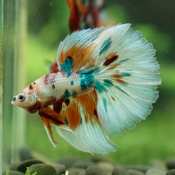 Galaxy/Candy Koi Halfmoon - 13 weeks old