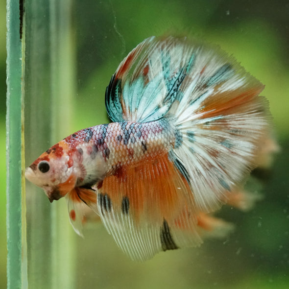 Galaxy/Candy Koi Halfmoon - 14 weeks old