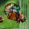 Multicolor/Galaxy Koi Plakat -16 weeks Old