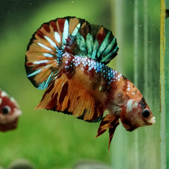 Multicolor/Galaxy Koi Plakat -16 weeks Old
