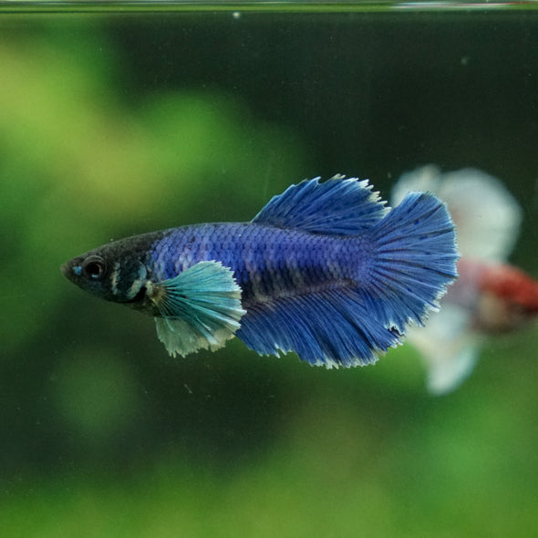 Dumbo Halfmoon - Female