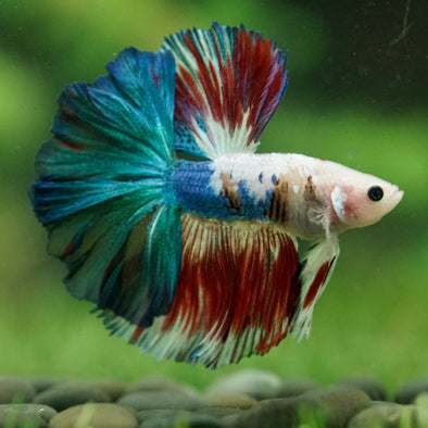 Galaxy/Candy Koi Halfmoon - 14 weeks old