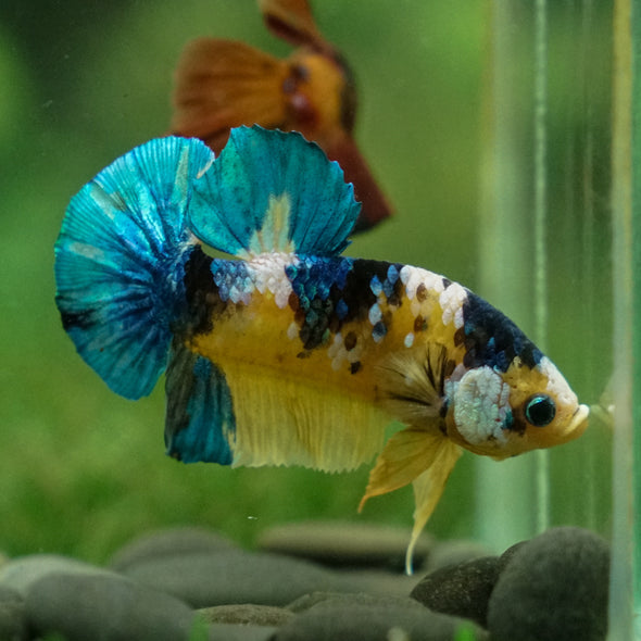 Multicolor/Galaxy Koi Plakat -13 weeks Old